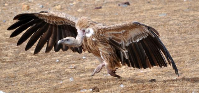 Himalayan Vulture running
